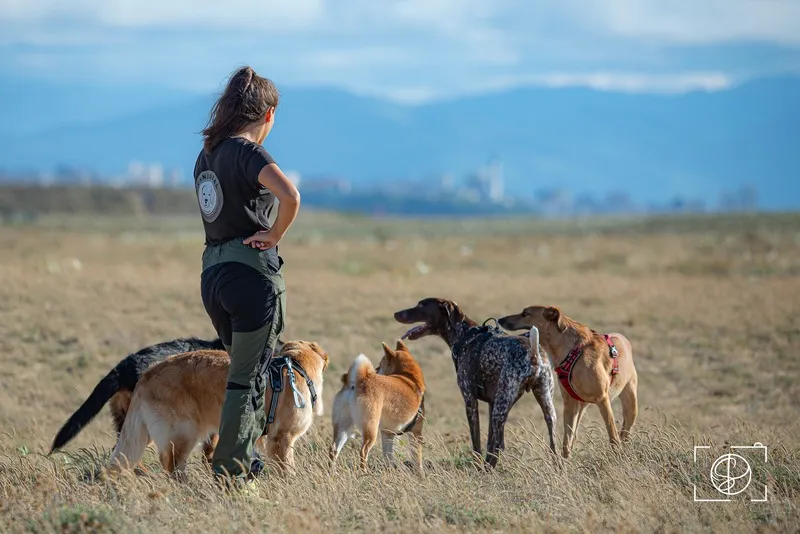 Inès avec un groupe de chiens lors d'un bilan comportemental en extérieur